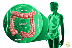 Ilustração de intestino